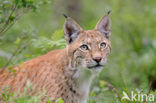 Eurasian Lynx (Lynx lynx)