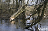 Eurasian beaver (Castor fiber)