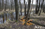 Eurasian beaver (Castor fiber)