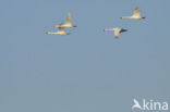 Whistling Swan (Cygnus columbianus)
