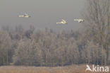 Whistling Swan (Cygnus columbianus)