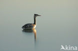 Great Crested Grebe (Podiceps cristatus)