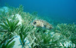 Yellow-spotted burrfish (Cyclichthys spilostylus)