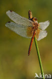 Geelvlekheidelibel (Sympetrum flaveolum)