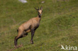 Chamois (Rupicapra rupicapra)