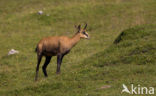 Chamois (Rupicapra rupicapra)