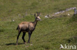 Chamois (Rupicapra rupicapra)