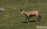 Chamois (Rupicapra rupicapra)