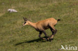 Chamois (Rupicapra rupicapra)