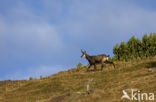 Chamois (Rupicapra rupicapra)