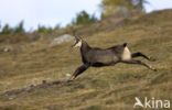 Chamois (Rupicapra rupicapra)