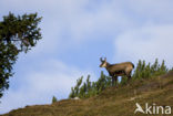 Chamois (Rupicapra rupicapra)