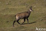 Chamois (Rupicapra rupicapra)