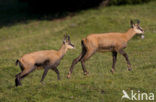 Chamois (Rupicapra rupicapra)