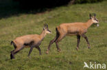 Chamois (Rupicapra rupicapra)