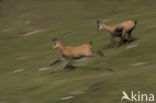 Chamois (Rupicapra rupicapra)