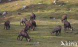 Chamois (Rupicapra rupicapra)