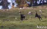 Chamois (Rupicapra rupicapra)