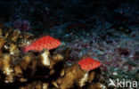 Coral hawkfish (Cirrhitichthys oxycephalus)