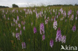 Gevlekte orchis (Dactylorhiza maculata) 