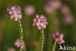 Cross-leaved Heather (Erica tetralix)