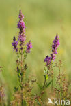Purple Loosestrife (Lythrum salicaria)