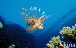 lionfish (Pterois volitans)