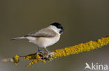 Glanskop (Parus palustris)