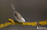 Glanskop (Parus palustris)