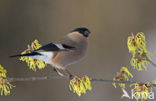 Eurasian Bullfinch (Pyrrhula pyrrhula)