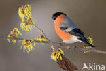 Eurasian Bullfinch (Pyrrhula pyrrhula)