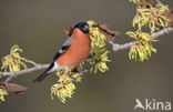 Eurasian Bullfinch (Pyrrhula pyrrhula)