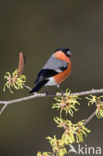 Eurasian Bullfinch (Pyrrhula pyrrhula)