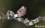 Eurasian Bullfinch (Pyrrhula pyrrhula)