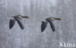 Grey Lag-Goose (Anser anser)