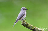 Grauwe Vliegenvanger (Muscicapa striata) 