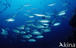 Bigeye trevally (Caranx sexfasciatus)