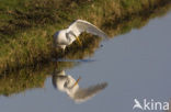 Great White Egret
