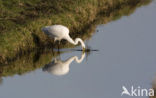Great White Egret