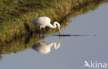 Great White Egret