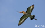 Grutto (Limosa limosa) 