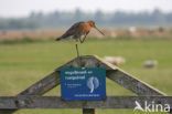 Grutto (Limosa limosa) 