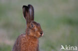 Brown Hare (Lepus europaeus)