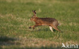 Brown Hare (Lepus europaeus)