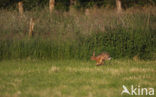 Brown Hare (Lepus europaeus)