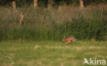 Haas (Lepus europaeus)