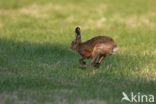 Brown Hare (Lepus europaeus)