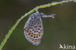 Silver Studded Blue (Plebejus argus)