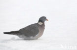 Houtduif (Columba palumbus)