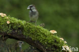 House Sparrow (Passer domesticus)
